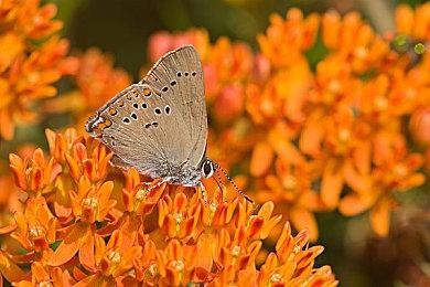 Meta人工智能主管杨立昆 大语言模型不会达到人类智能水平