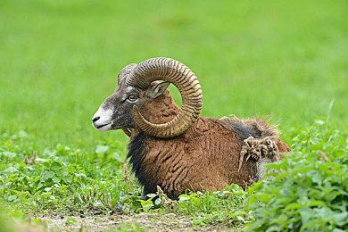 是日本社会对女性的压迫！《寂静岭f》制作人谈背景设定